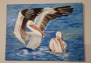 Pelicans of Northern Manitoba