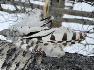 Winter Feather Fan