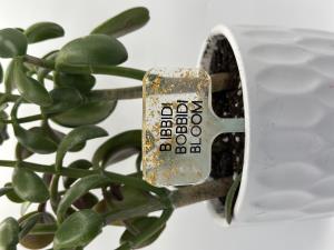 Funny Plant Pun Stakes - Gold Foil